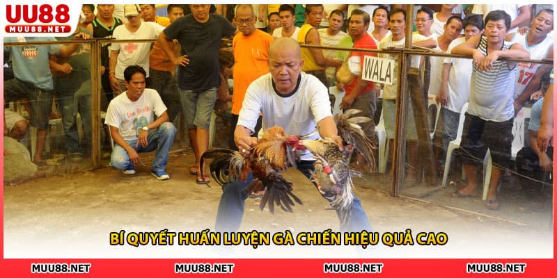 Bí quyết huấn luyện gà chiến hiệu quả cao