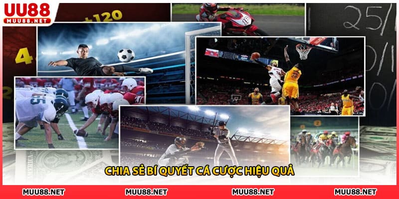 Chia sẻ bí quyết cá cược hiệu quả