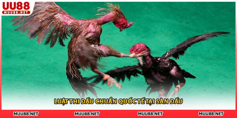 Luật thi đấu chuẩn quốc tế tại sàn đấu